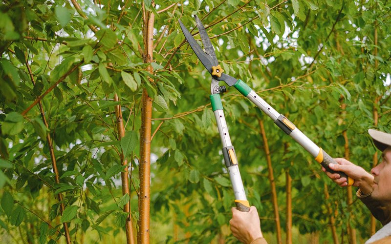 Tree trimming in Farmville, NC